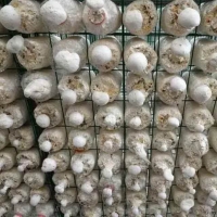 江西蘑菇養(yǎng)殖網格網架 撫州市定制各種平菇出菇架 食用菌網格
