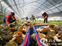 貴州大方：食用菌產(chǎn)業(yè)奏響脫貧成效鞏固強音 ()
