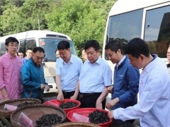 跨越千里“牽手”院士，科技造就“最強”柞水木耳 ()