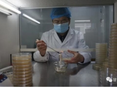 一顆蘑菇演繹科研人生——記甘肅省科學(xué)院生物研究所總工程師路等學(xué) ()