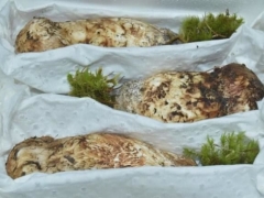 香格里拉松茸江湖：從香格里拉發(fā)出的松茸，產(chǎn)自當?shù)氐幕虿蛔?0% ()