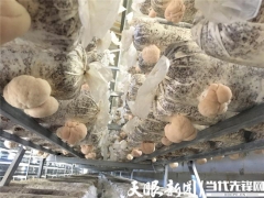 形成“菌棒生產(chǎn)、食用菌培植、產(chǎn)品精深加工”一體化的全產(chǎn)業(yè)鏈——三穗縣：猴頭菇產(chǎn)業(yè)實(shí)現(xiàn)“接二連三” ()