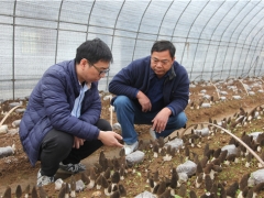 蘑菇老手與羊肚菌的碰撞——武漢新洲規(guī)?；蚨蔷龉郊磳⒉墒?()