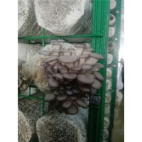 良心食用菌網格廠家安平浩璟