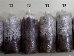 湖北省農(nóng)科院食用菌團隊以桑枝和葛渣為基質(zhì)栽培獲得高產(chǎn)高活性猴頭菇 ()