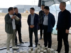 山西嵐縣縣委副書記、縣長喬云調(diào)研食用菌產(chǎn)業(yè)發(fā)展 ()