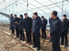 仙桃市委書記和市長到仙桃市張溝鎮(zhèn)考察大球蓋菇栽培基地