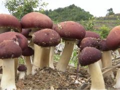 大球蓋菇“吃掉”污染：跨界循環(huán)系統(tǒng)促進綠色增產(chǎn)